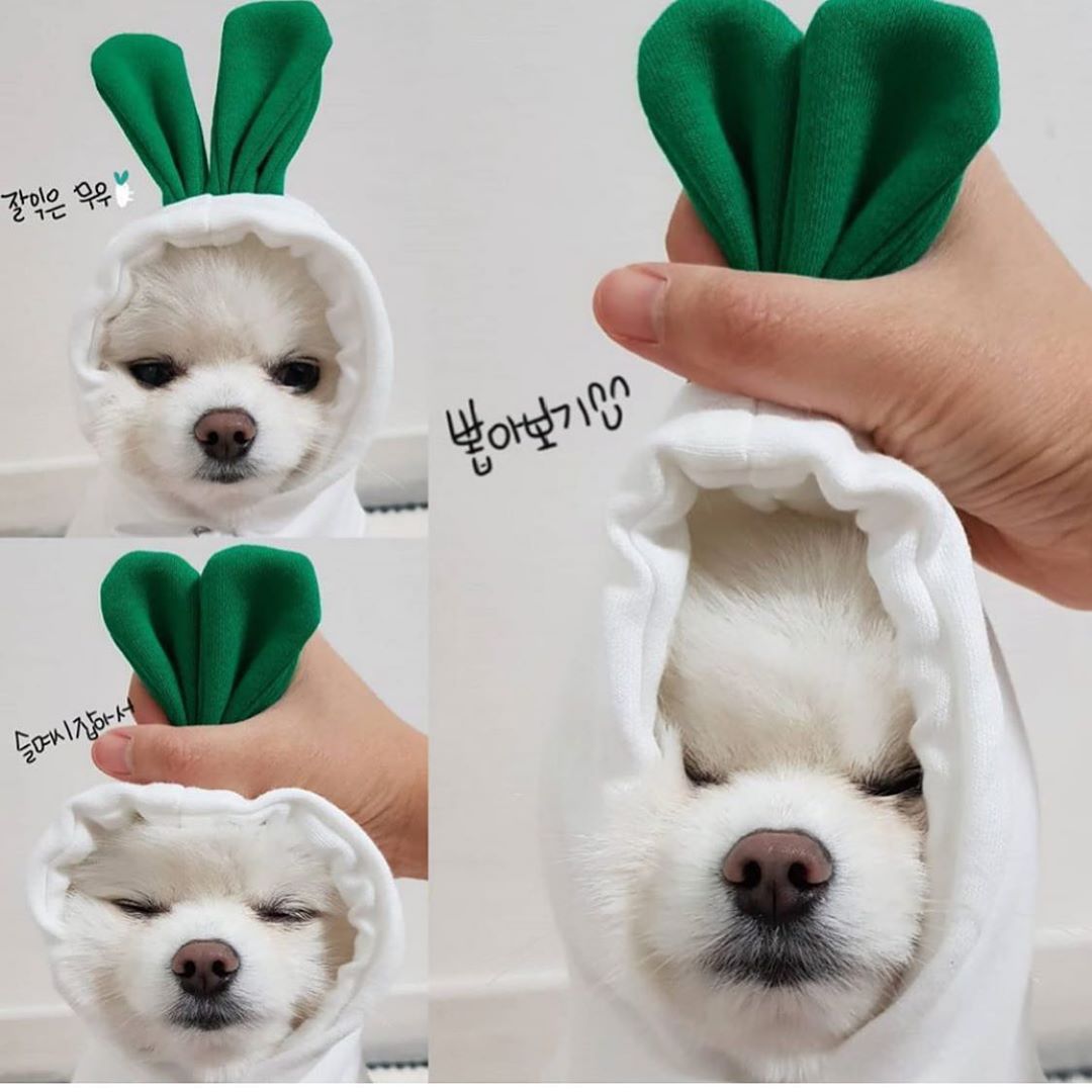 Cute Fruit-Themed Puppy Hoodie - Thick Fleece Winter Coat for Small Dogs & Cats