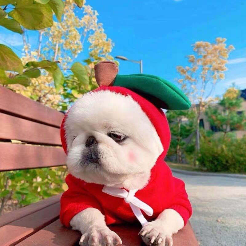 Cute Fruit-Themed Puppy Hoodie - Thick Fleece Winter Coat for Small Dogs & Cats