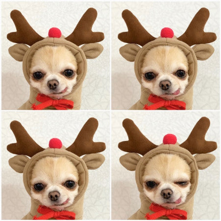 Cute Fruit-Themed Puppy Hoodie - Thick Fleece Winter Coat for Small Dogs & Cats